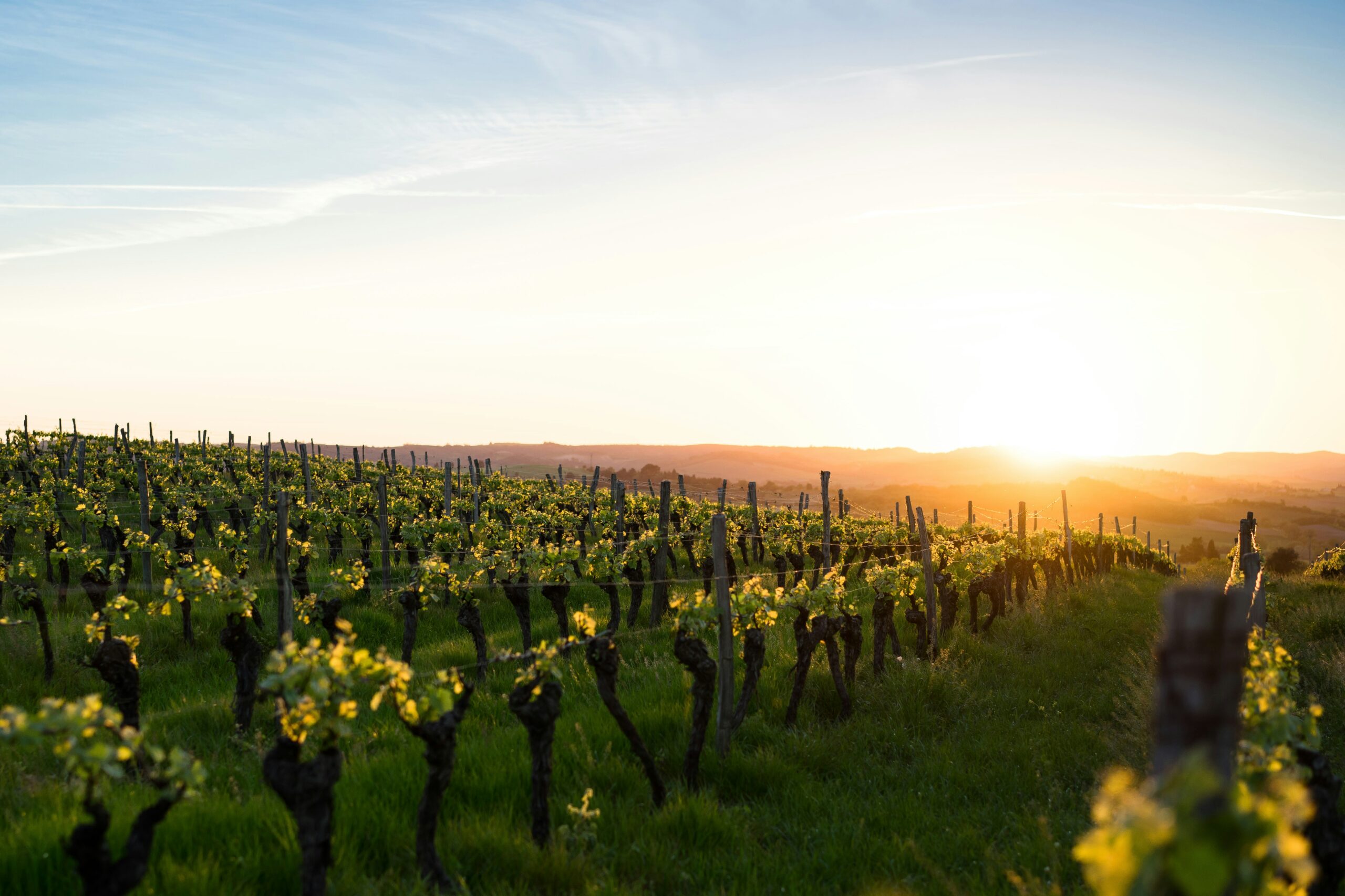 Tutti i vini